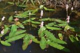 Persicaria amphibia