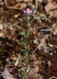 Spergularia rubra