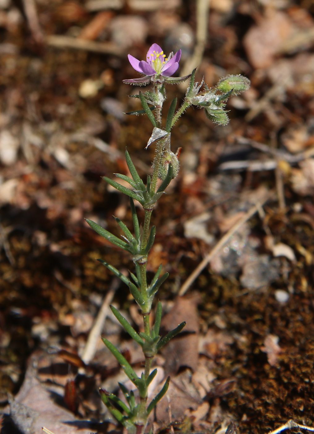 Изображение особи Spergularia rubra.