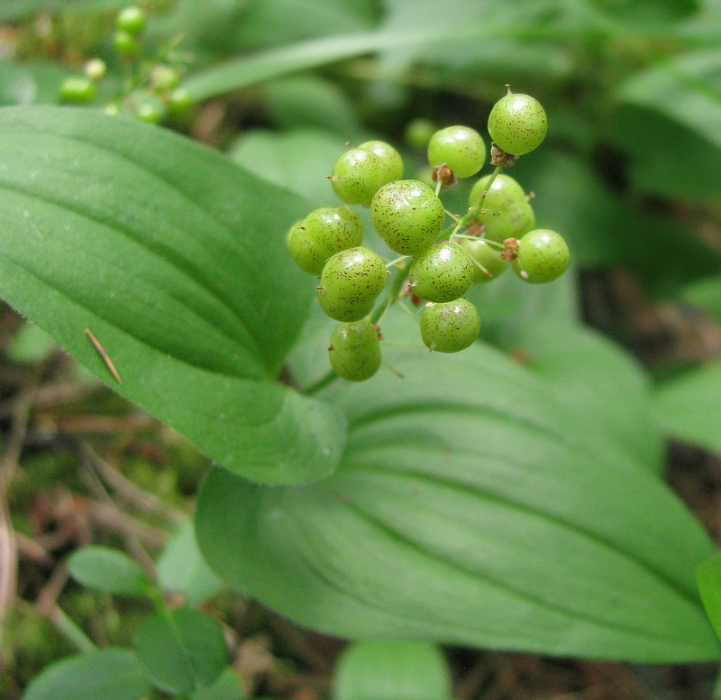 Изображение особи Maianthemum bifolium.