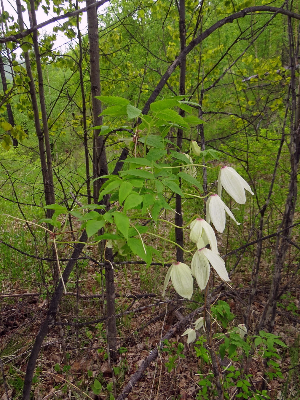 Изображение особи Atragene sibirica.