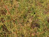 Artemisia scoparia. Цветущие растения. Бурятия, 10 км З Улан-Удэ, 23 августа 2005 г.