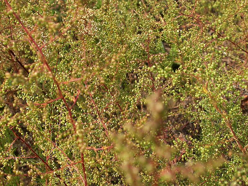 Image of Artemisia scoparia specimen.