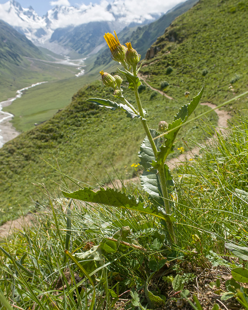Image of Senecio taraxacifolius specimen.
