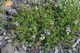 Astragalus alpinus