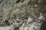Salix recurvigemmata. Растение в начале цветения. Пермский край, Добрянский р-н, окр. с. Полазна, берег Камского водохранилища, обнажение гипса. 12.04.2025.