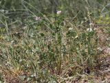Securigera cretica