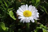 Bellis perennis. Соцветие. Беларусь, г. Витебск, склон дол. р. Витьба у Замковой площади, выкашиваемый газон. 04.05.2025.