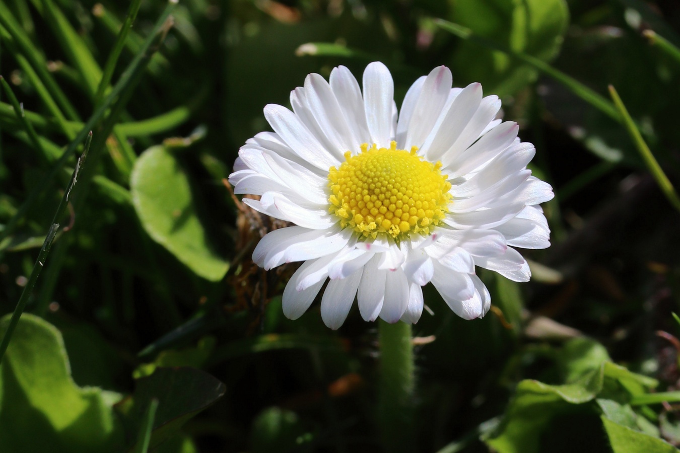 Image of Bellis perennis specimen.