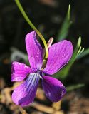 Viola × juzepczukii. Цветок. Приморский край, Октябрьский р-н, окр. с. Гранатовка, верхняя часть открытого остепнённого западного склона у края плато, в сообществе с преобладанием Artemisia gmelinii и Clematis hexapetala. 21.05.2025.