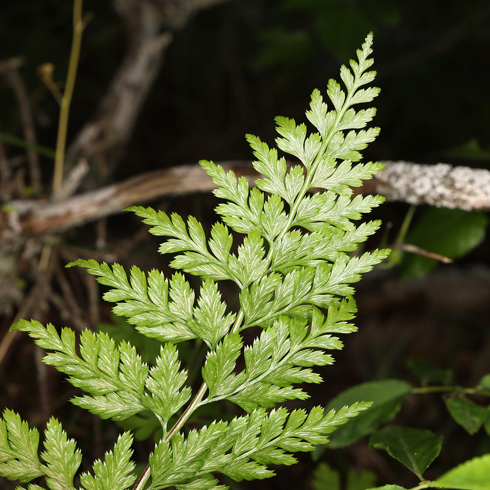 Image of Asplenium adiantum-nigrum specimen.