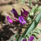 genus Astragalus. Цветок. Турция, ил Карс, окр. г. Дигор, плоскогорье между Дигорским карьером и ущ.м р. Дигор, рядом с камнем. 19 мая 2025 г.