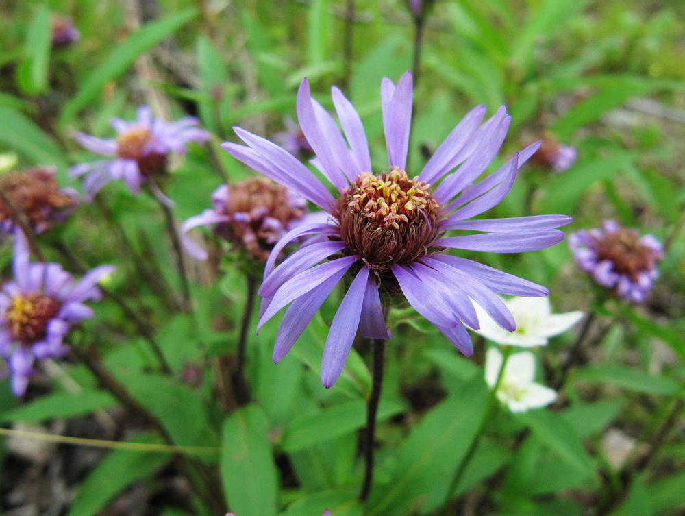 Image of Aster sibiricus specimen.