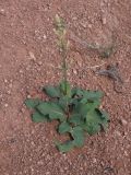 genus Salvia