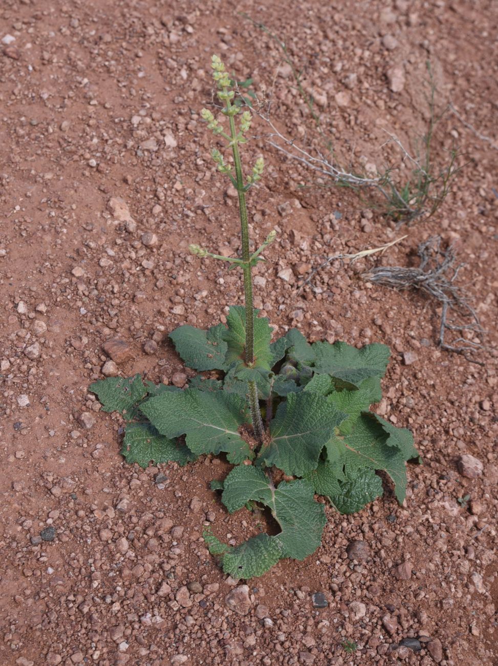 Image of genus Salvia specimen.