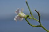 Dontostemon dentatus