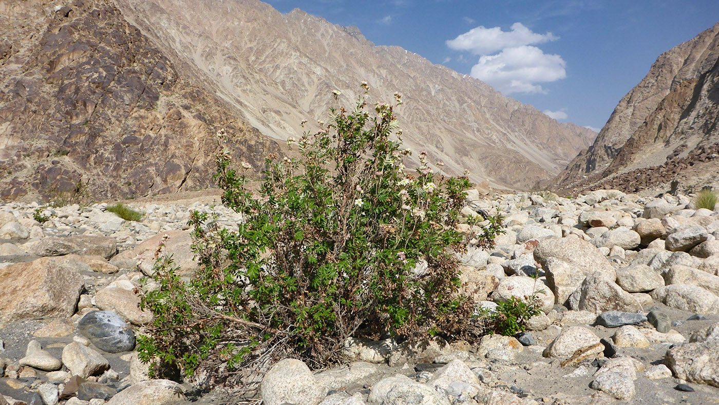 Image of Farinopsis salesoviana specimen.
