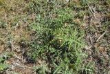 род Eryngium. Вегетирующее растение. Турция, ил Ван, 3 км к З от дер. Кечикыран, берег оз. Ван, выс. 1650 м н.у.м., горная степь. 21 мая 2025 г.