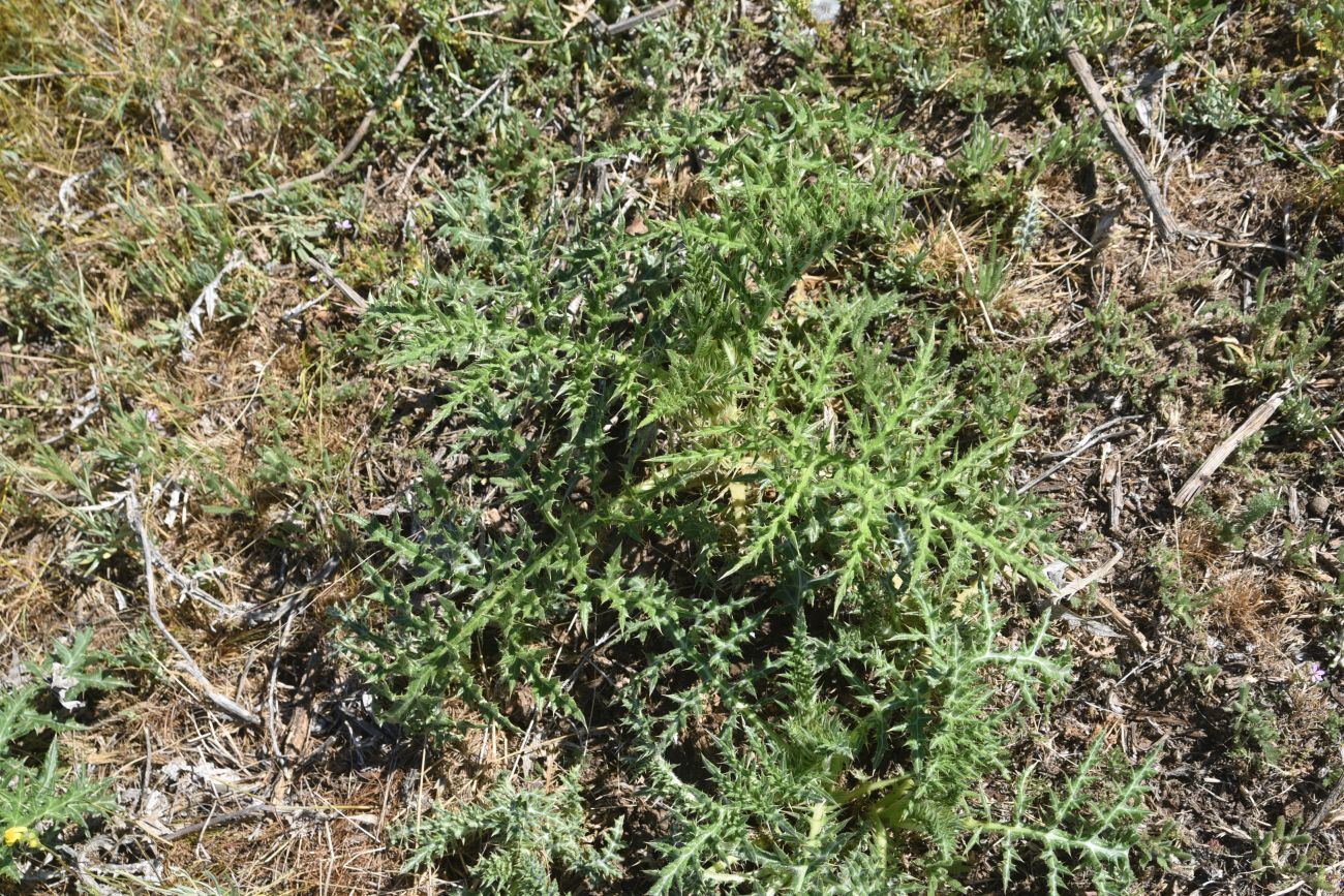Изображение особи род Eryngium.