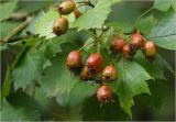Crataegus submollis