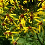 Senecio cannabifolius. Часть отцветающего соцветия. Хабаровский край, окр. г. Комсомольск-на-Амуре, граница лиственного леса и просеки ЛЭП. 03.08.2025.