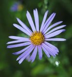 Boltonia lautureana. Соцветие. Приморский край, Октябрьский р-н, окр. с. Чернятино, опушка дубового леса. 08.09.2025.