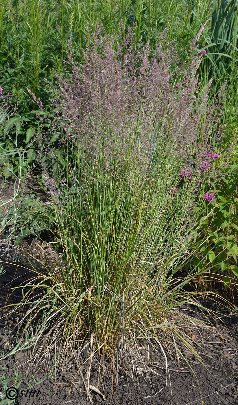Image of Calamagrostis caucasica specimen.