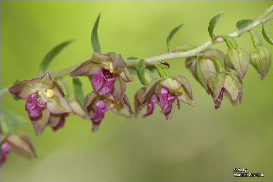 Image of Epipactis helleborine specimen.