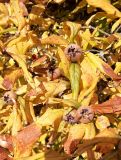 Mespilus germanica