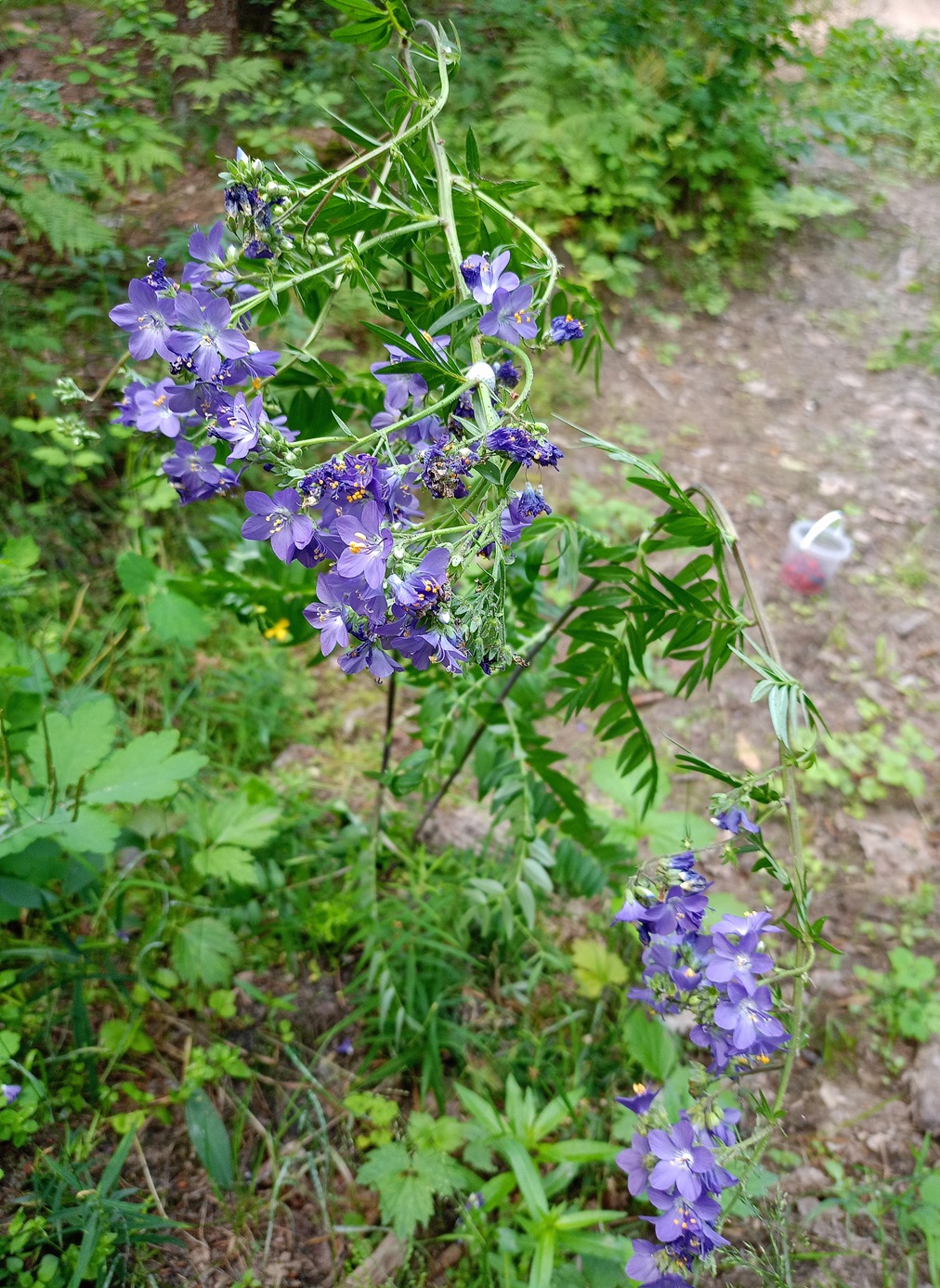 Image of Polemonium caeruleum specimen.