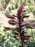 род Amaranthus