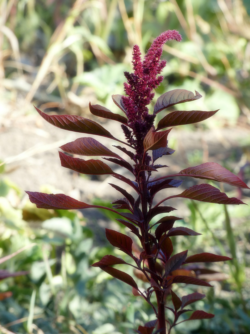 Изображение особи род Amaranthus.