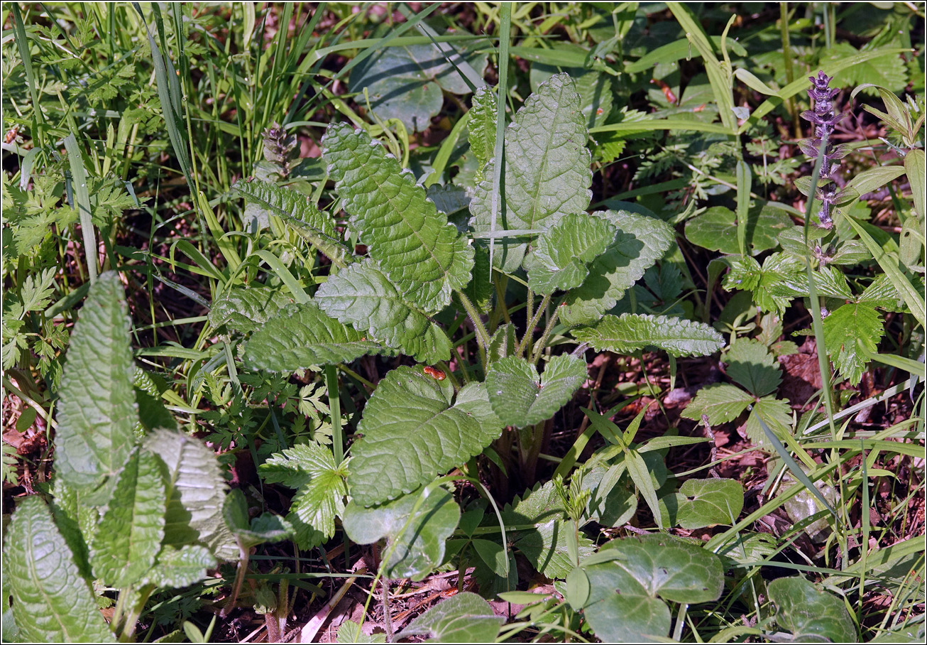 Изображение особи Betonica officinalis.