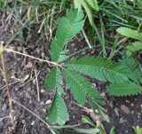 Mimosa pudica