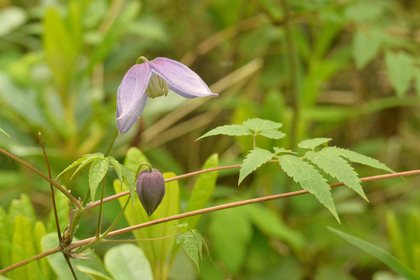 Изображение особи Atragene ochotensis.