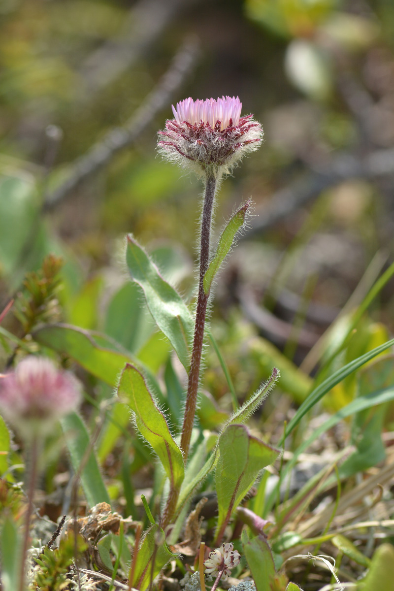 Изображение особи Erigeron thunbergii.