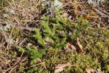 Lycopodium clavatum. Вегетирующее растение. Беларусь, Витебская обл., окр. дер. Сурмино, лишайниково-зеленомошный брусничный сосняк, на моховом ковре из Pleurozium schreberi и Dicranum polysetum. 14.09.2025.