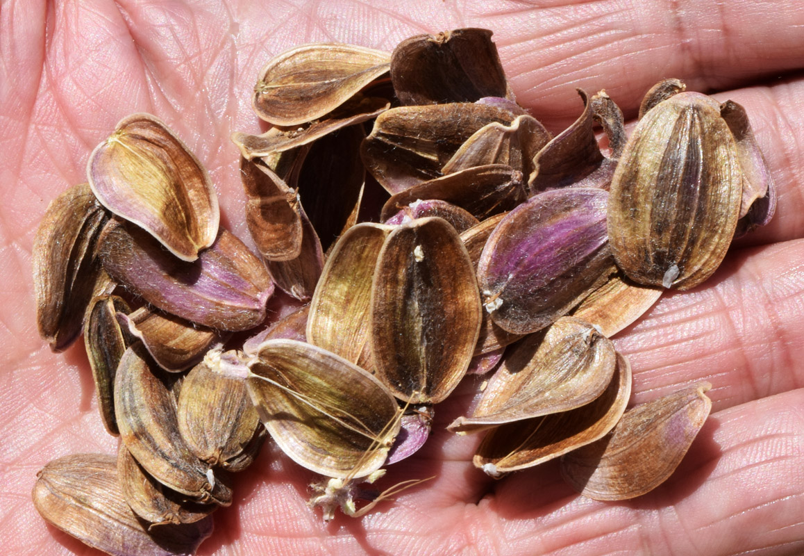 Изображение особи Ferula foetida.