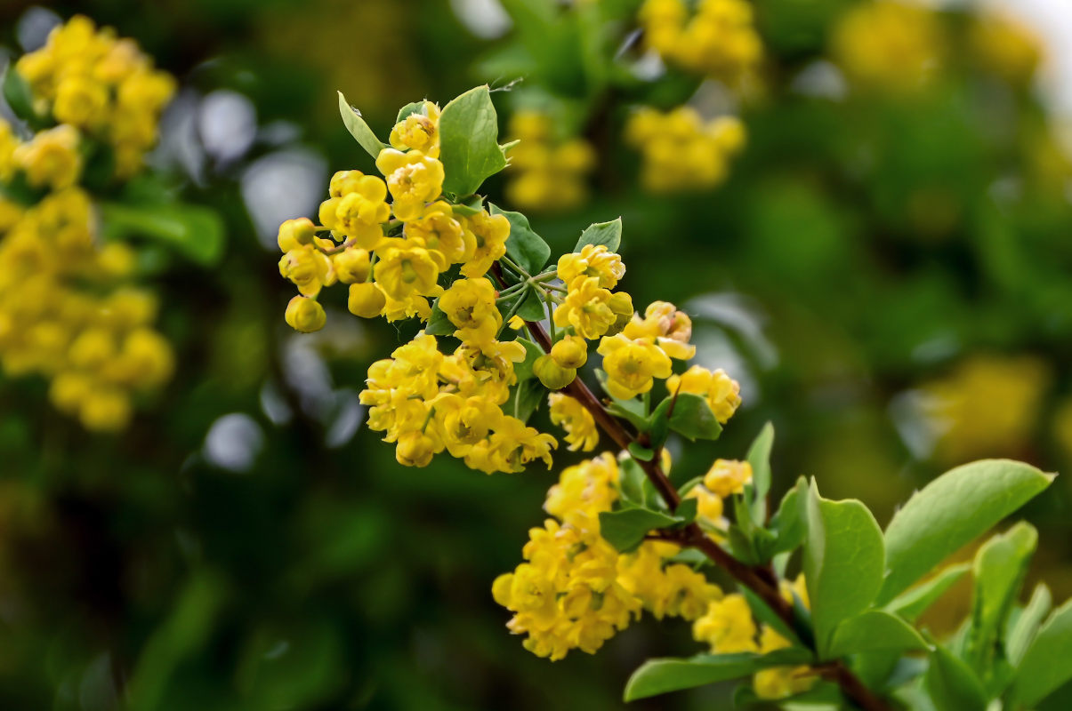 Изображение особи Berberis dubia.