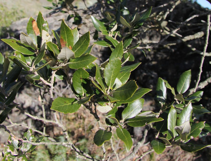 Изображение особи Quercus ilex.