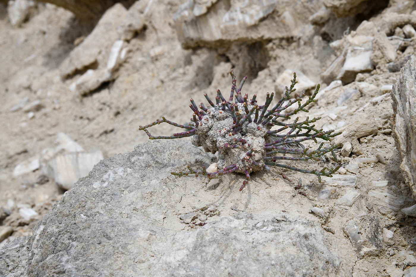 Image of Anabasis truncata specimen.