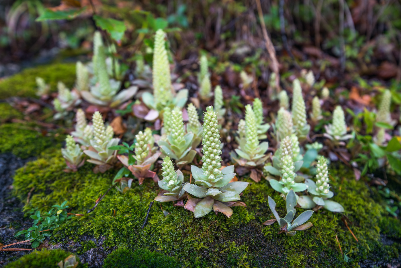 Изображение особи Orostachys malacophylla.