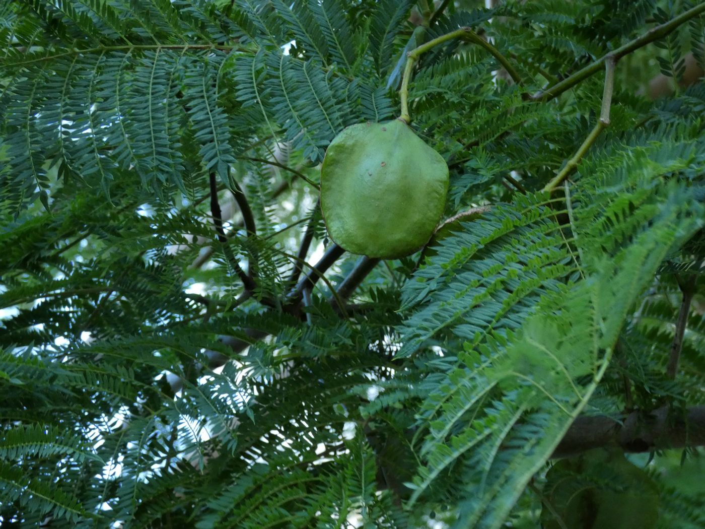 Image of Jacaranda mimosifolia specimen.