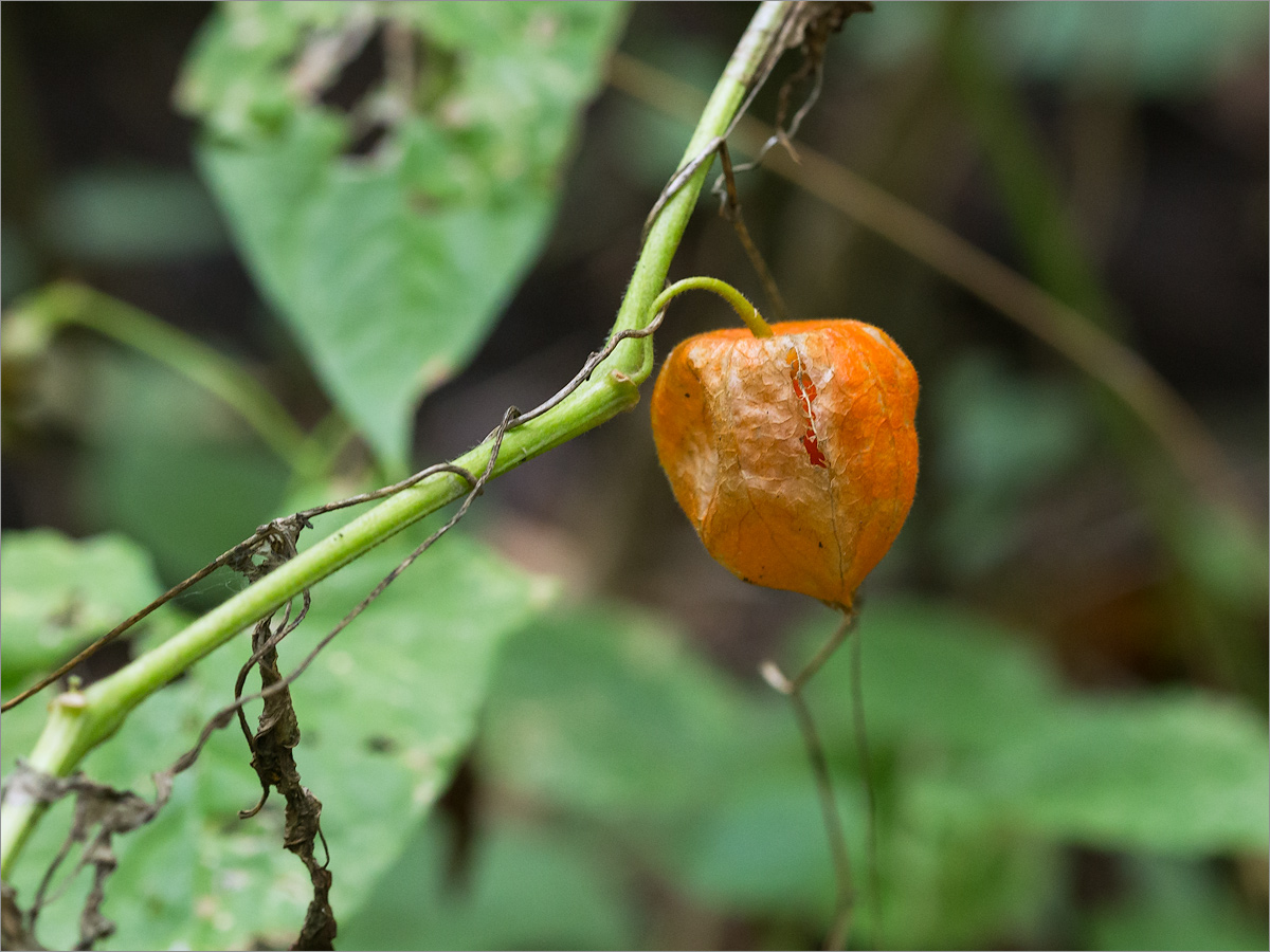 Image of Alkekengi officinarum specimen.