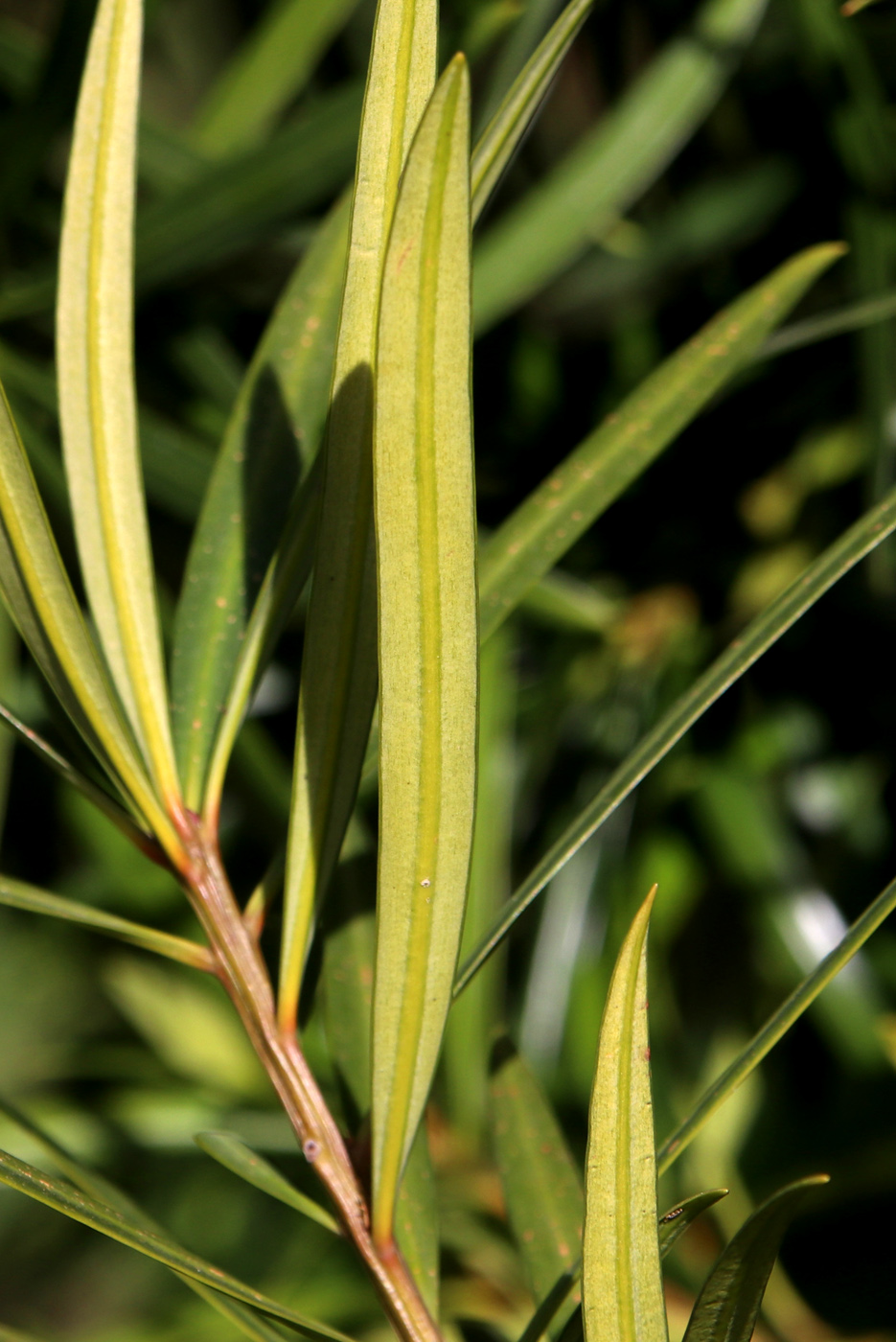 Изображение особи Podocarpus dispermus.