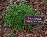 Azorella trifurcata. Вегетирующее растение. Москва, ботанический сад МГУ \"Аптекарский огород\", в культуре. 29.08.2023.
