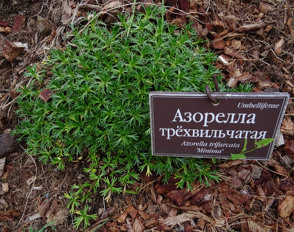 Изображение особи Azorella trifurcata.