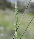 Dactylis hispanica. Соцветие. Республика Кипр, окр. с. Айос Георгиос, пологий склон холма. 05.04.2026.