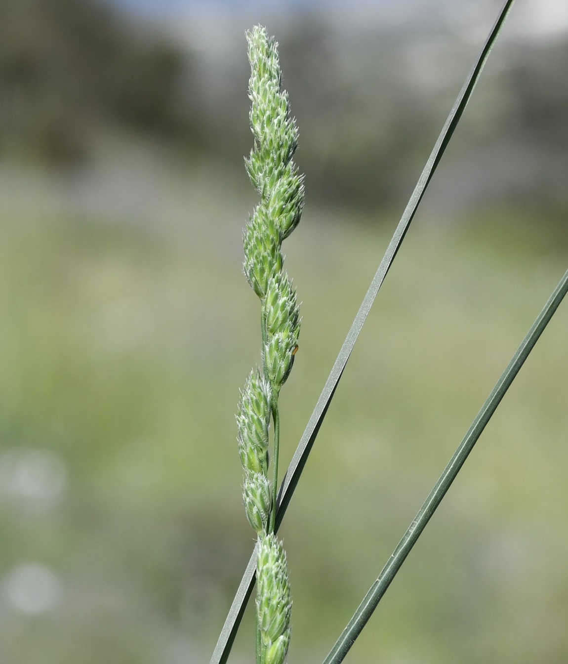 Изображение особи Dactylis hispanica.