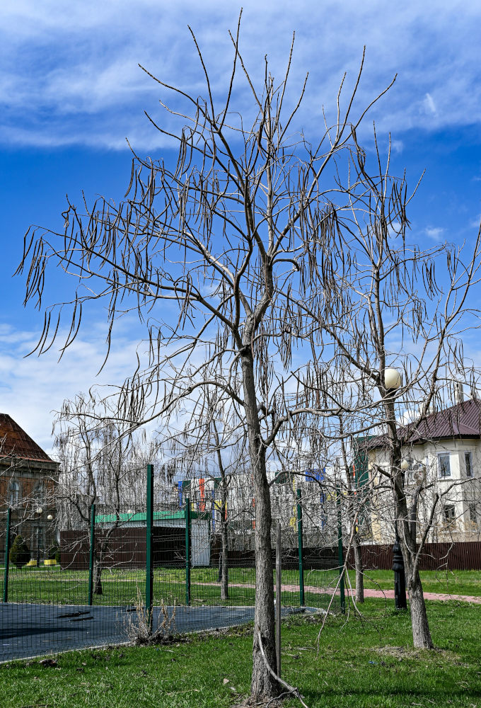 Image of genus Catalpa specimen.